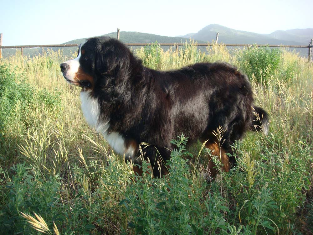 Beowulf at Powder Keg Farm